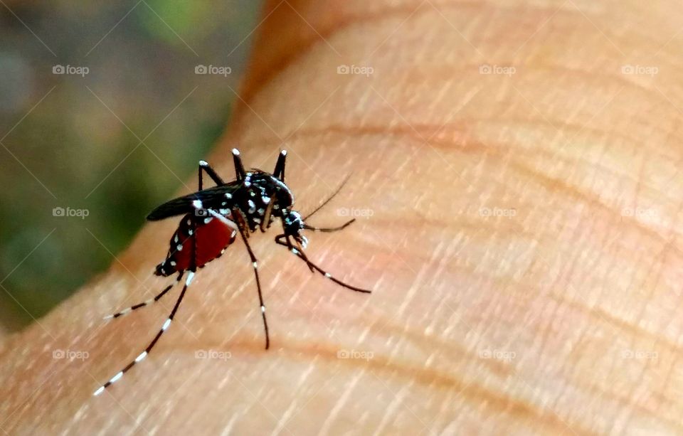 Mosquito, danger to human health