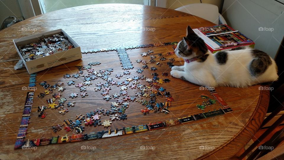 cat puzzle
