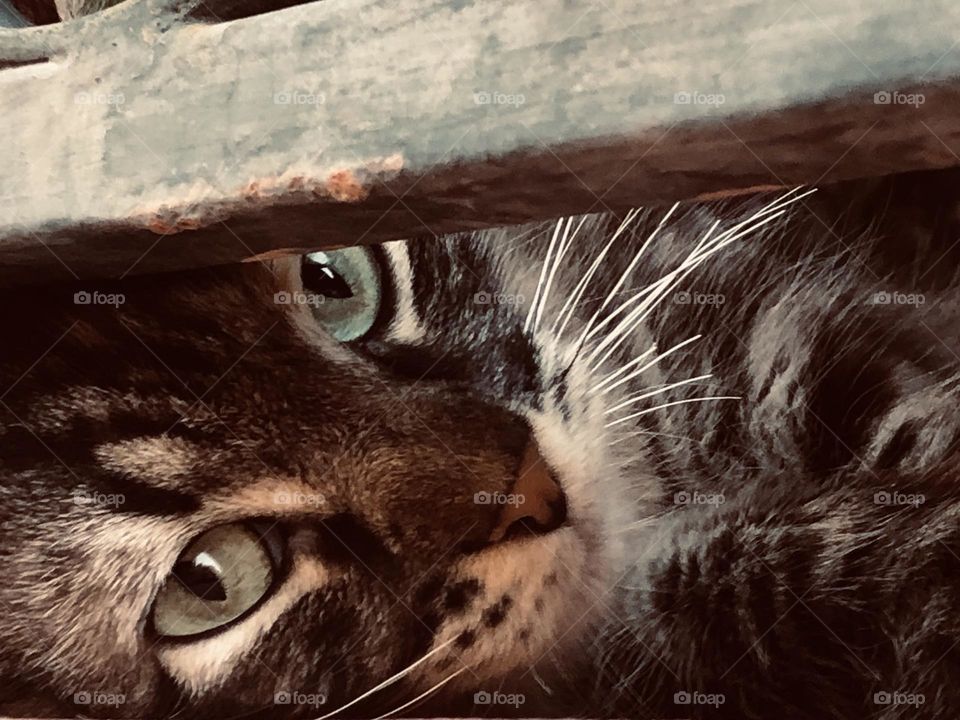 Beautiful and cute grey cat looking at camera 