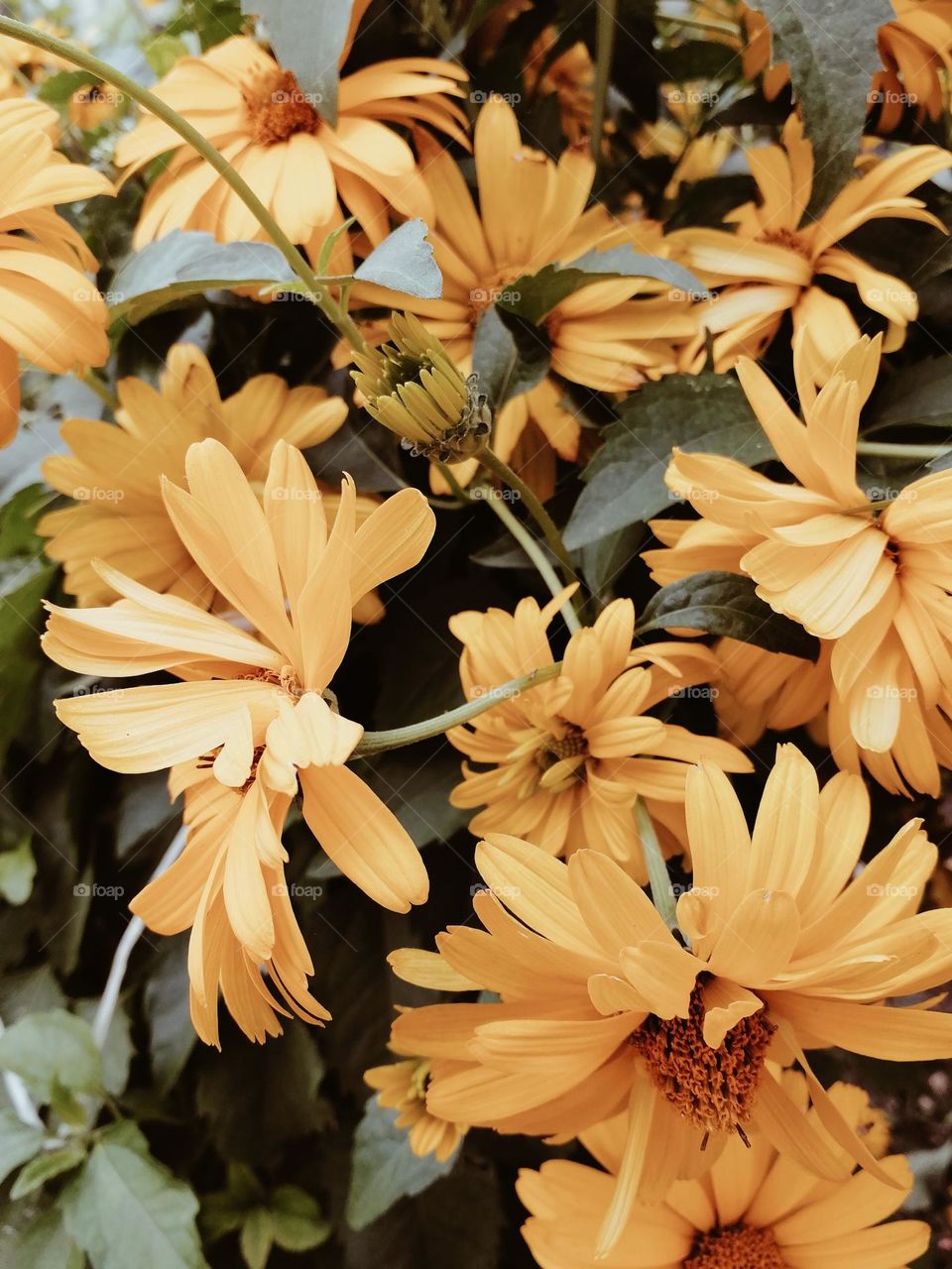 Yellow garden flowers texture wallpaper 