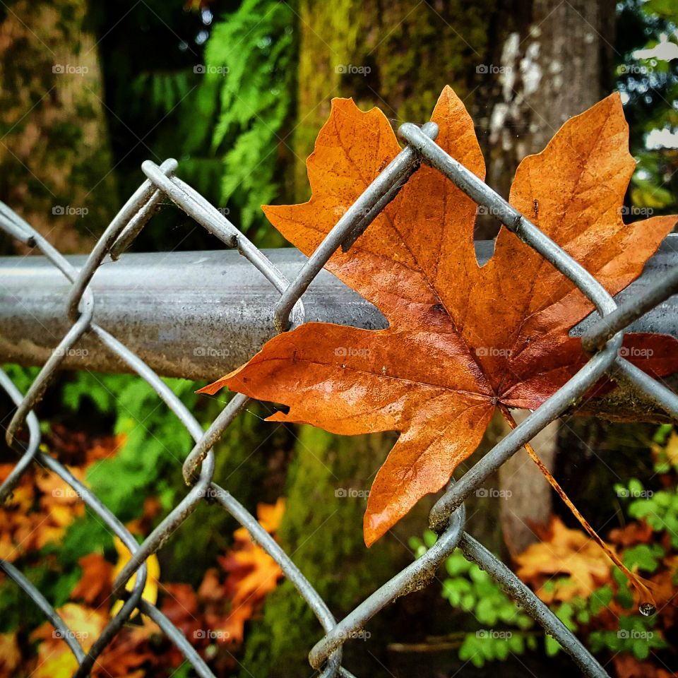 Fall, Leaf, No Person, Outdoors, Nature