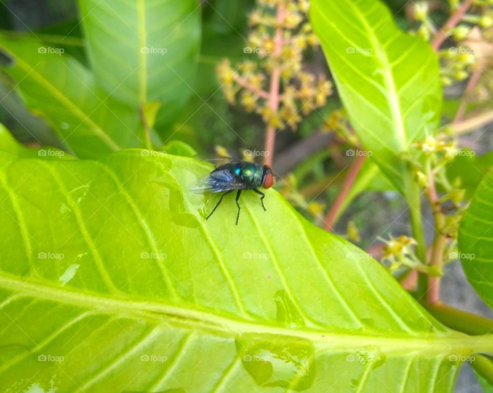 A fly on the park