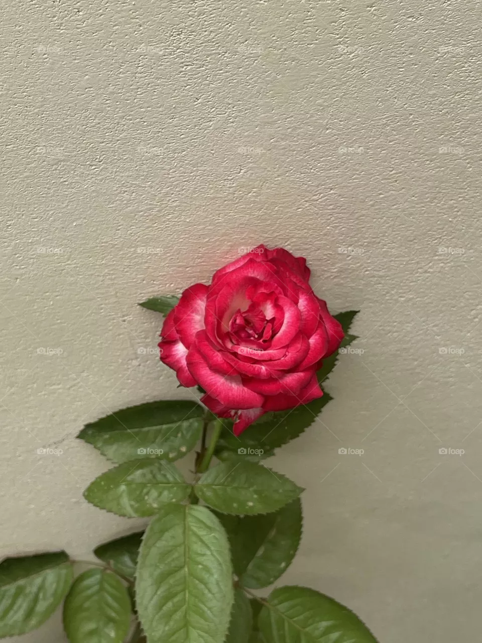A rose