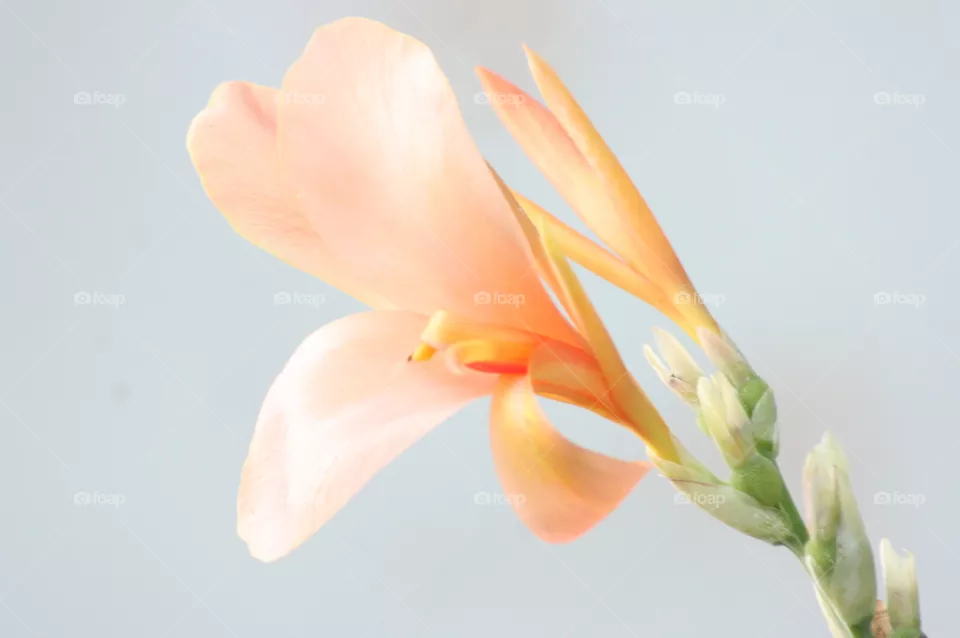 lily