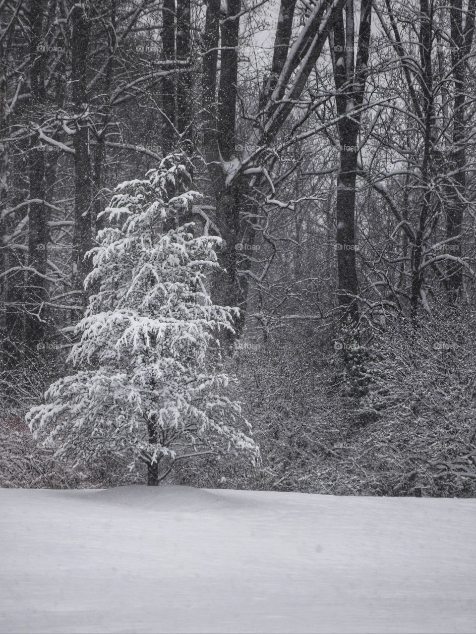 Snowy Pine