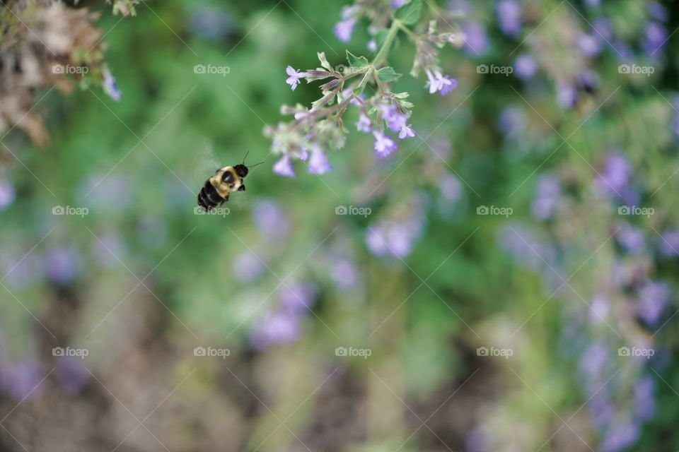 bee in flight