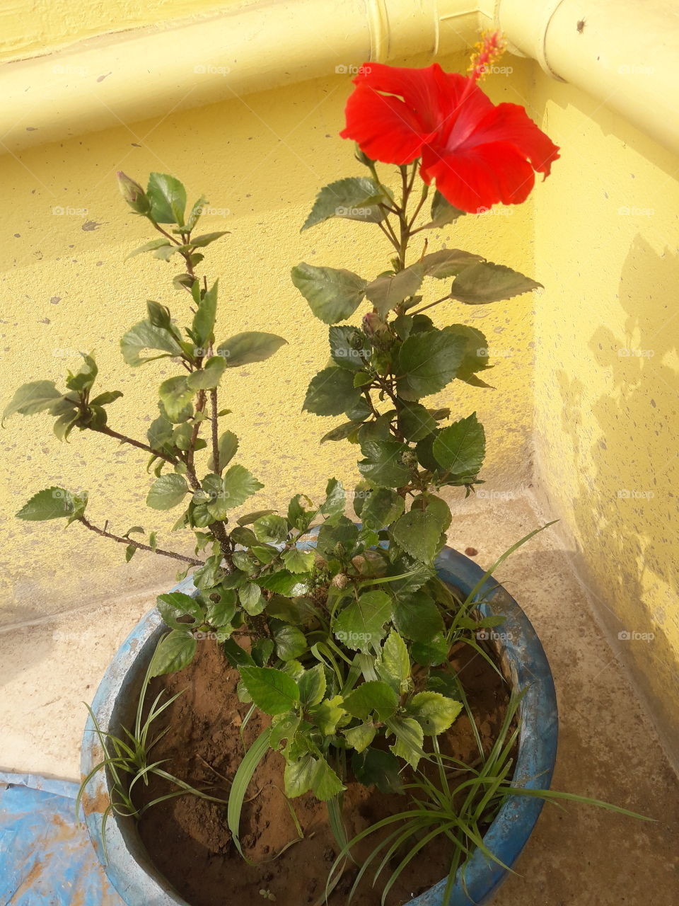 beautiful red hibiscus flower in our garden