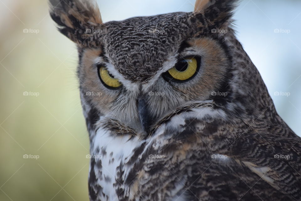 A magnificent owl stares menacingly at the crowd at a raptor rescue center