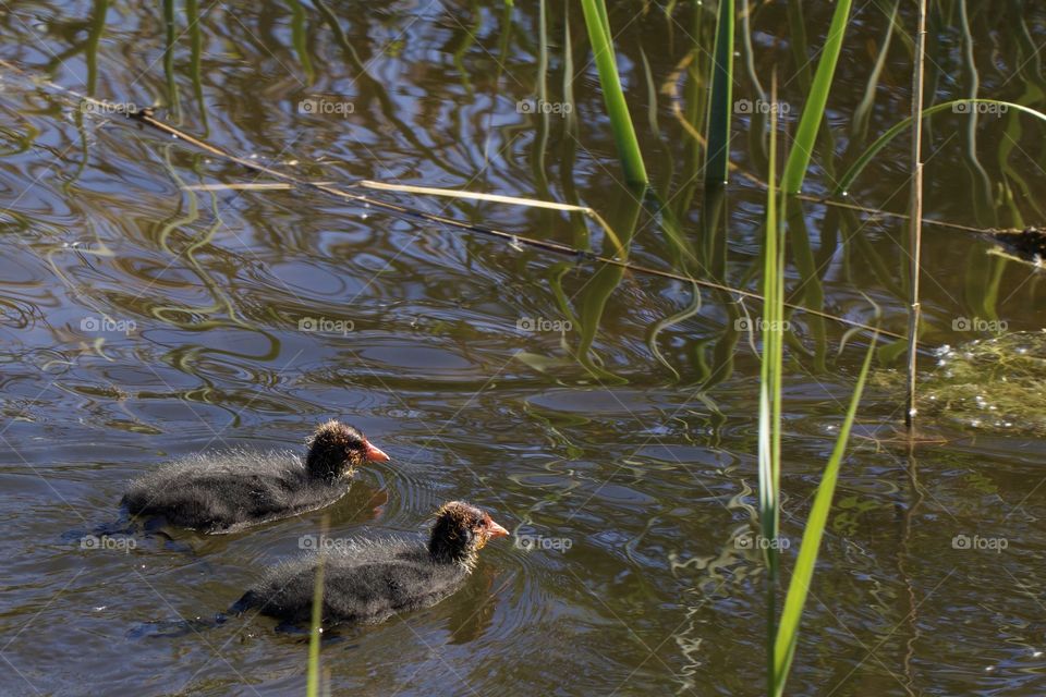 Baby coots swimming in lake