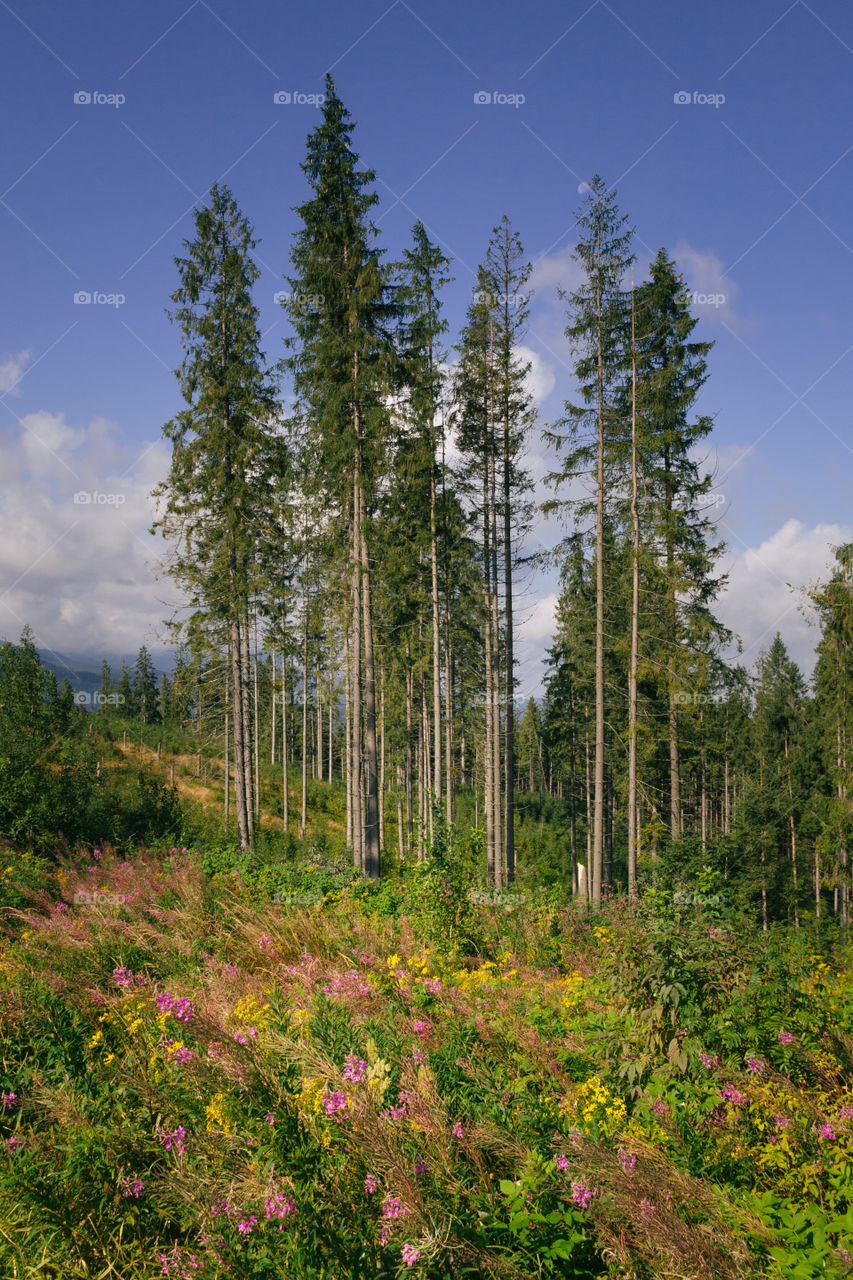 Trees in mountains 