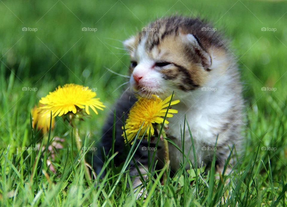 Kitten in the sun. Two week old kitten and dandelion flower