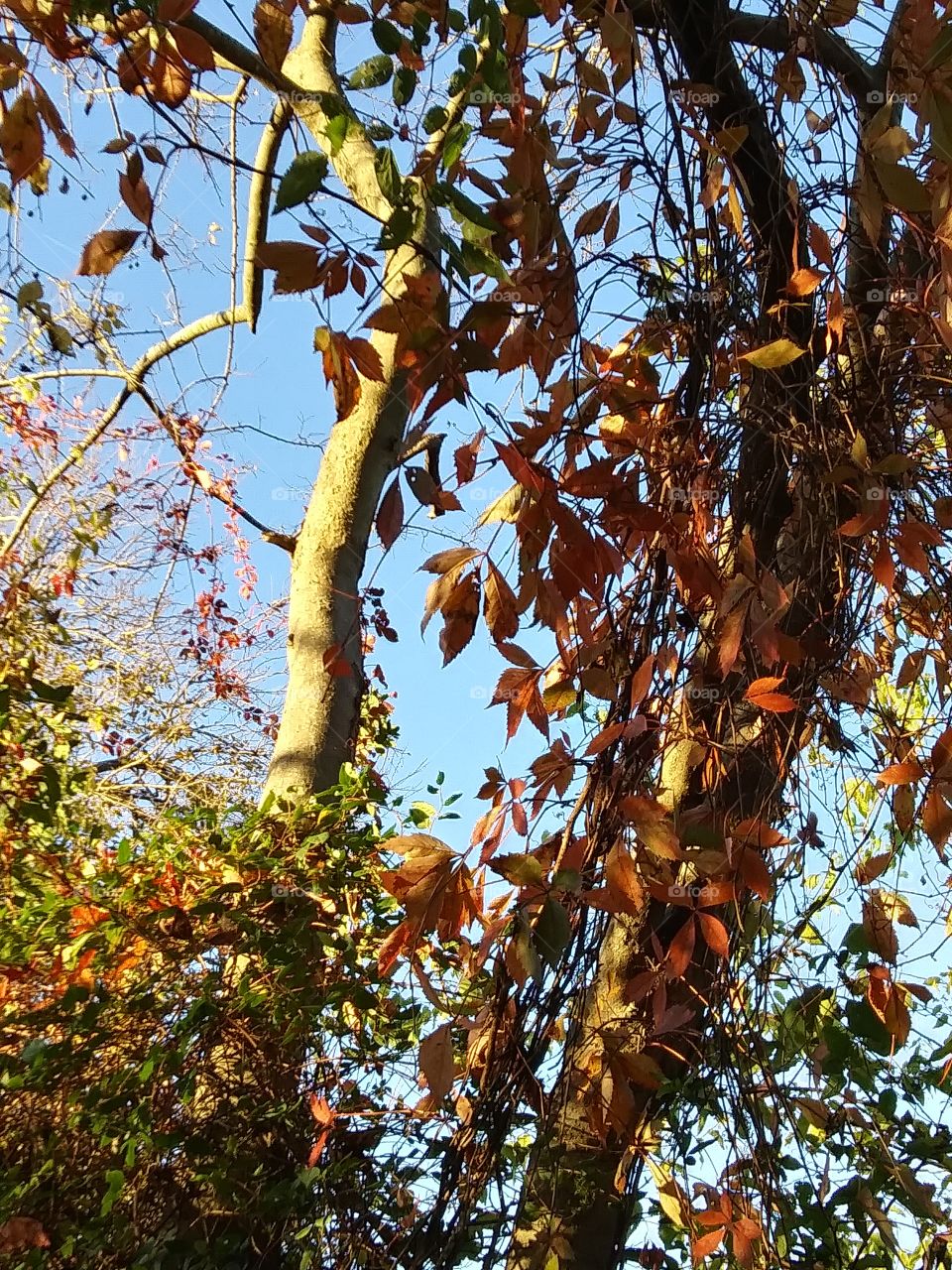 afternoon light on tree