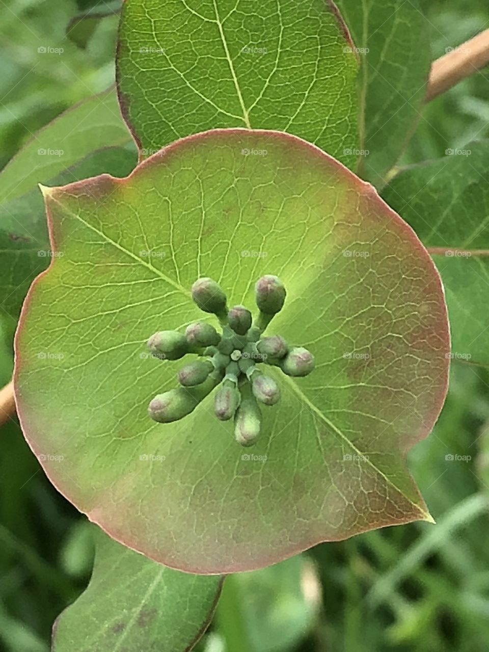 Honey suckle leaf and buds