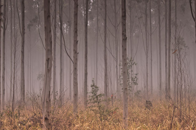 foggy morning in the woods