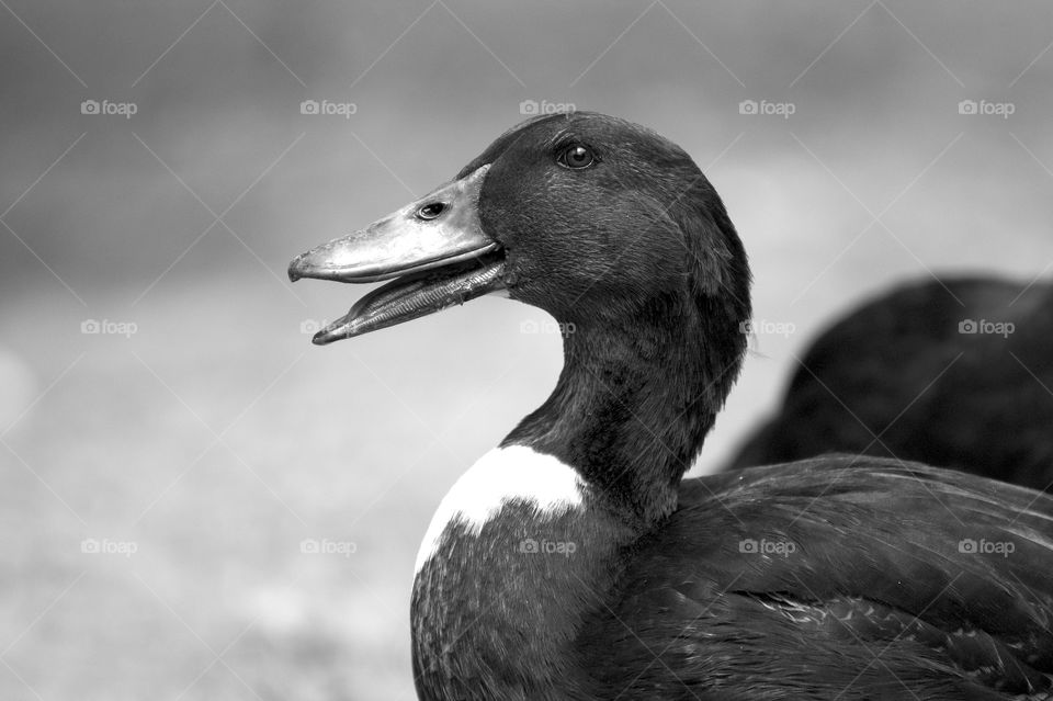 Close-up of duck