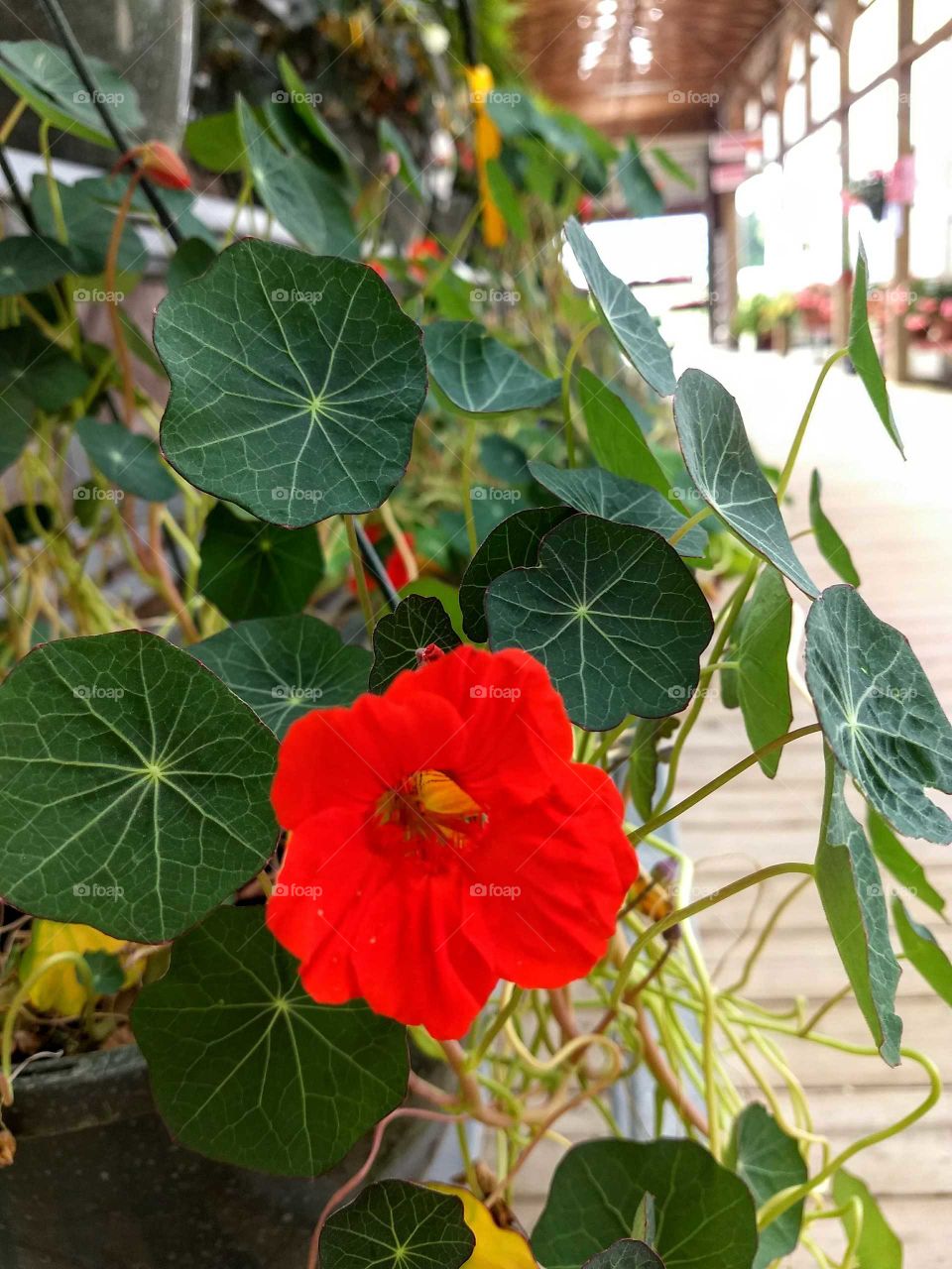 close up of red flower with green leaves