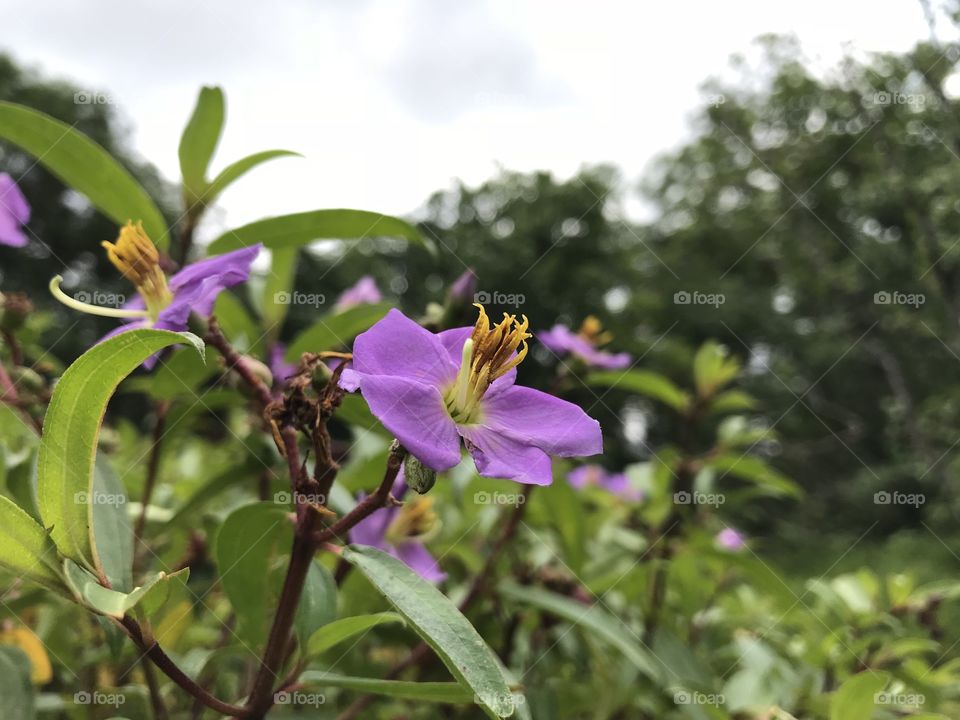 Wild Sri Lankan Flower which i don’t know the name... but very bright purple...