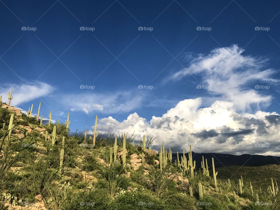 Desert Landscape 