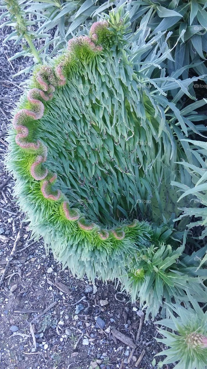 odd plant