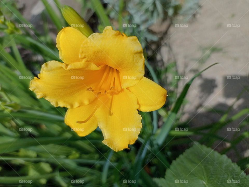 yellow flower