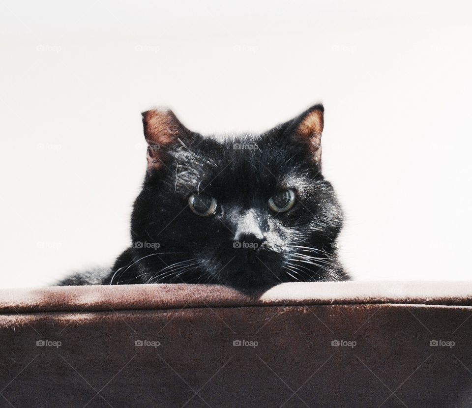 Lazy black cat on the couch. 