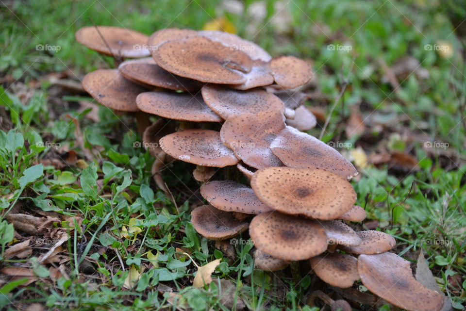 Fungus