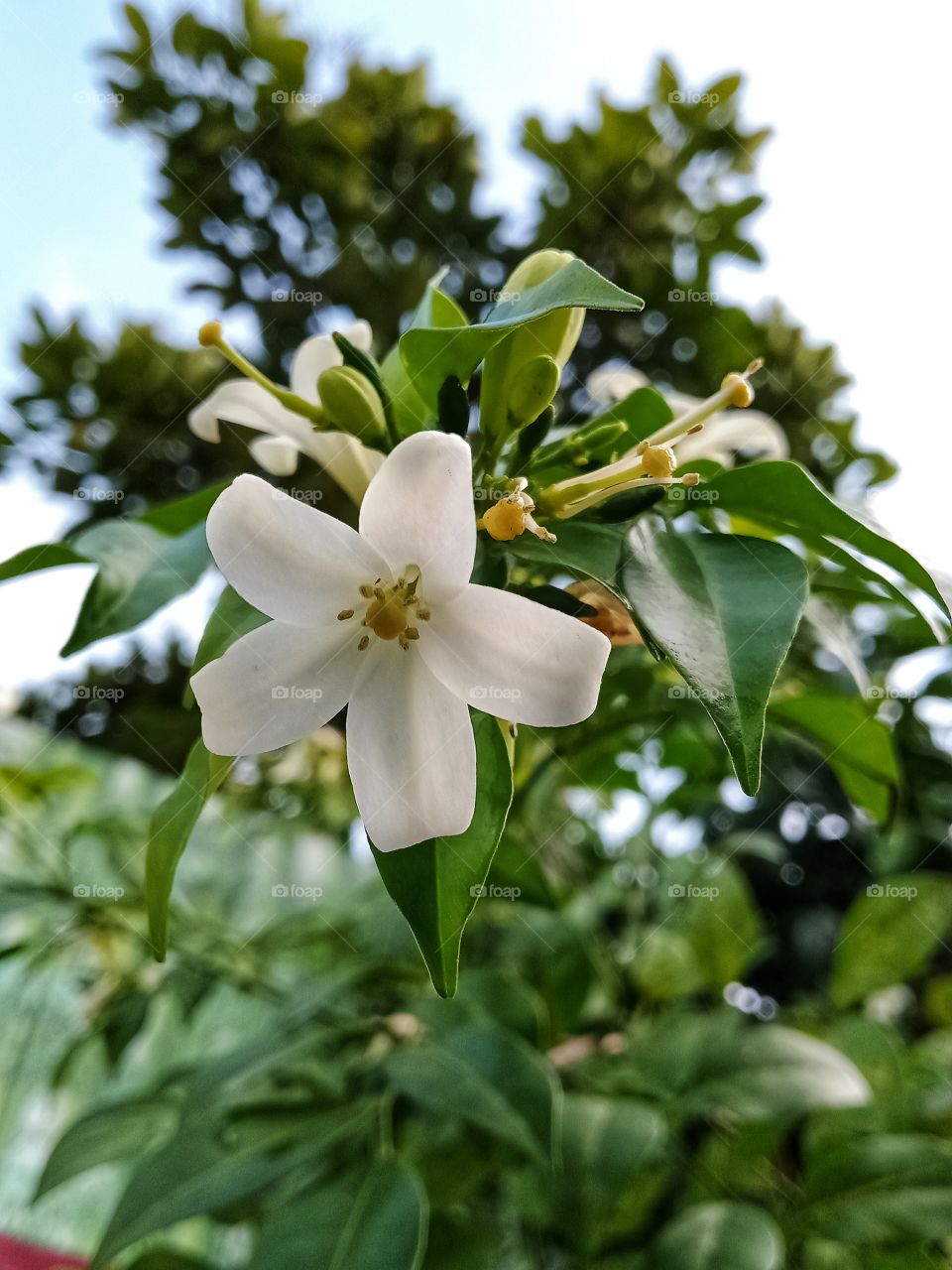 Murraya paniculata or we often call it as kemuning has small flowers with unique aroma.