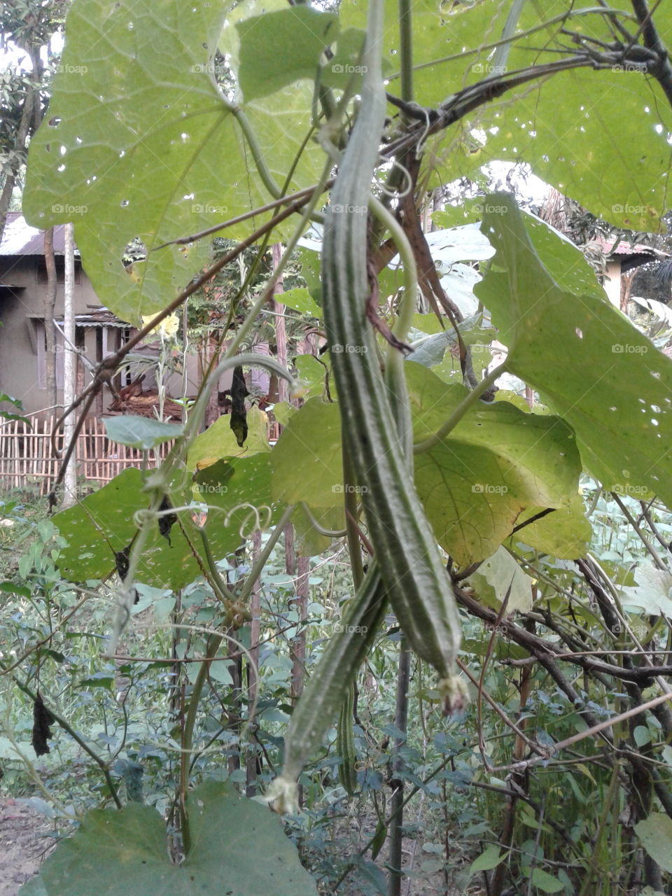 Ridge Gourd