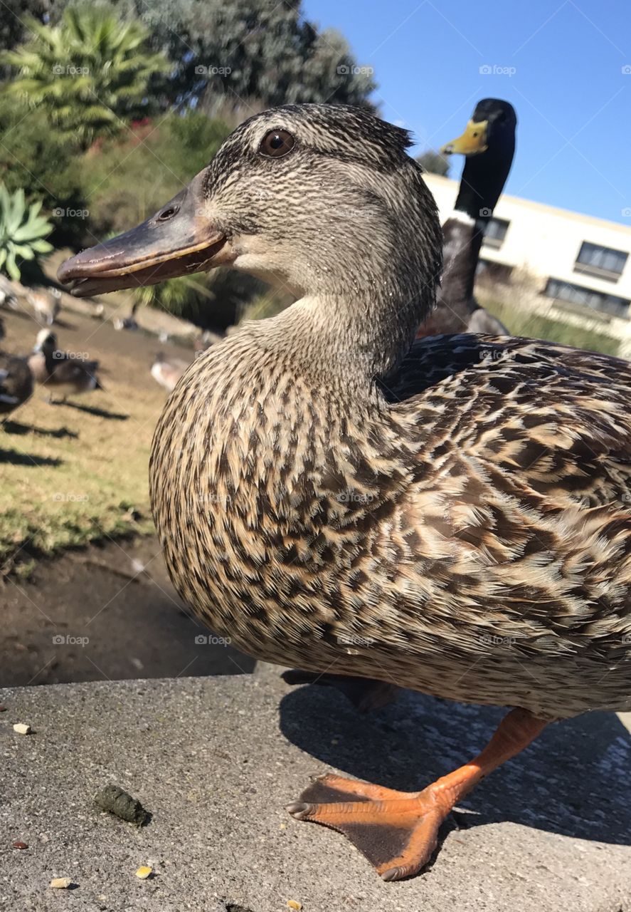 Close-up of ducks