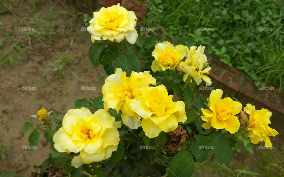 Roses..... Yellow colour  creative  colour...... For making friendship this is used....