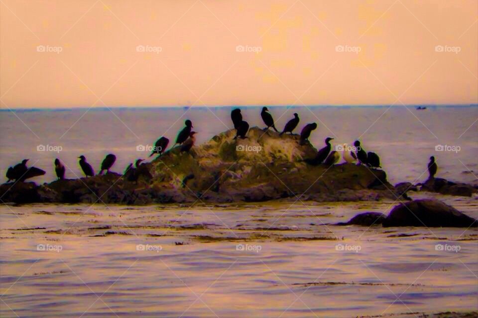 Birds chillin on a rock