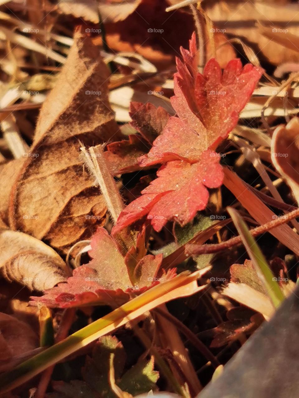 fall ; cycle of season