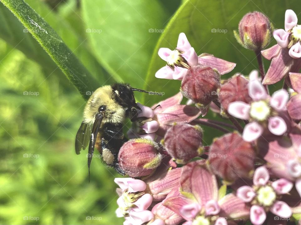 Milkweed flowers and bee