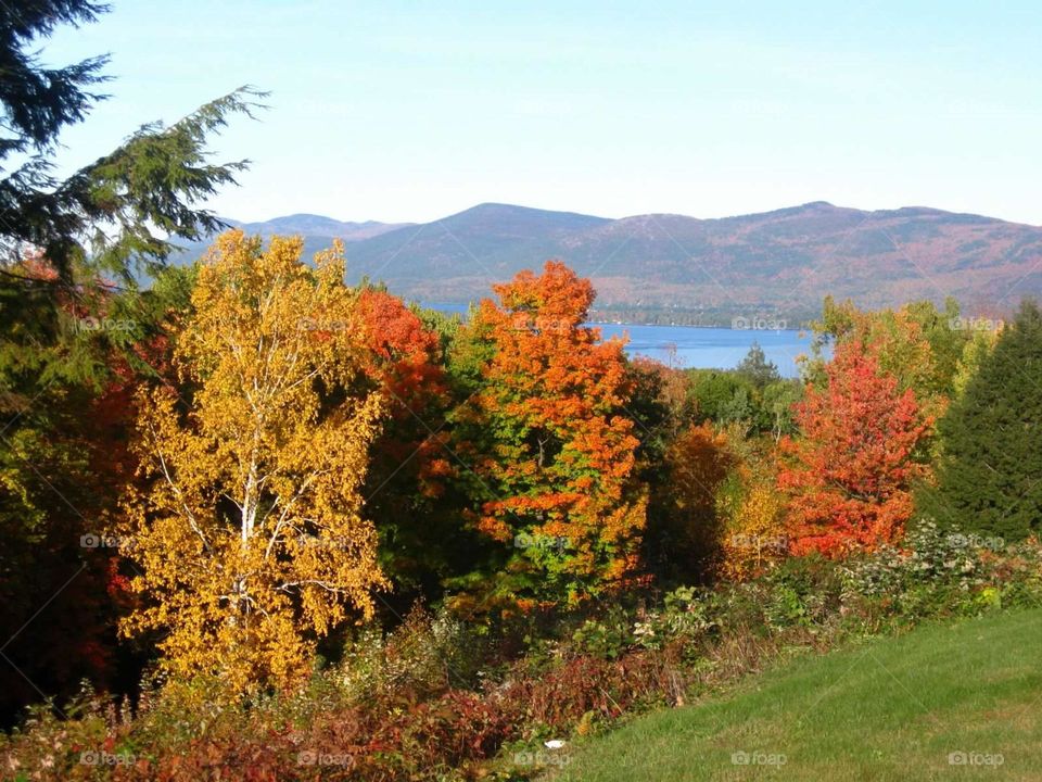 Adirondack Foliage