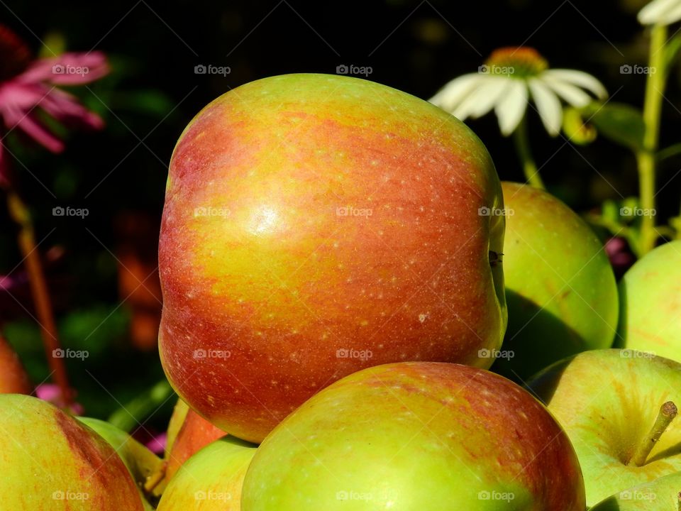 Apple in my garden