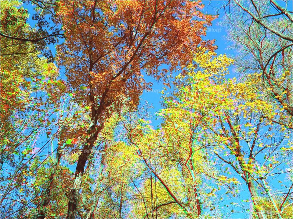3d. fall color trees vr