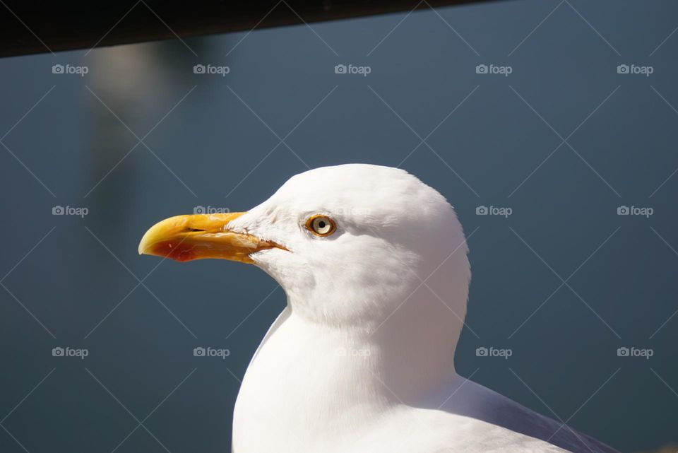 Common seagull