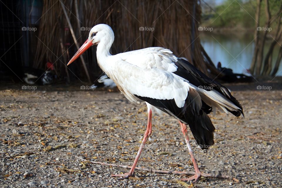 Close-up of white stork