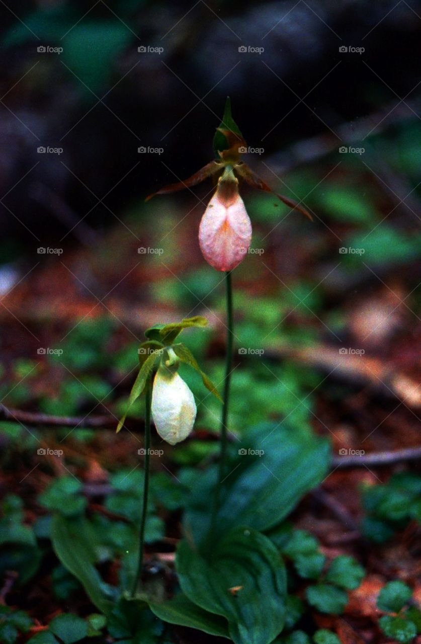 Lady Slippers