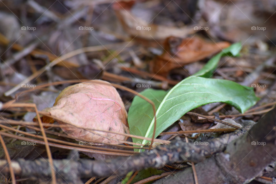 A Pair of Fall Leaves