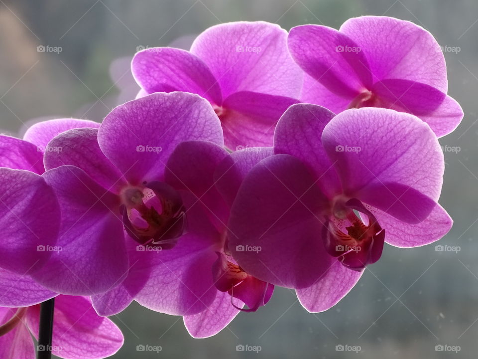 Orchideen in Winter