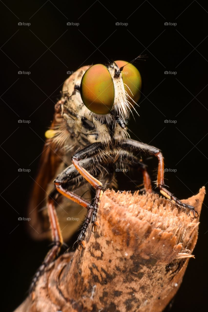 Insect on tree trunk
