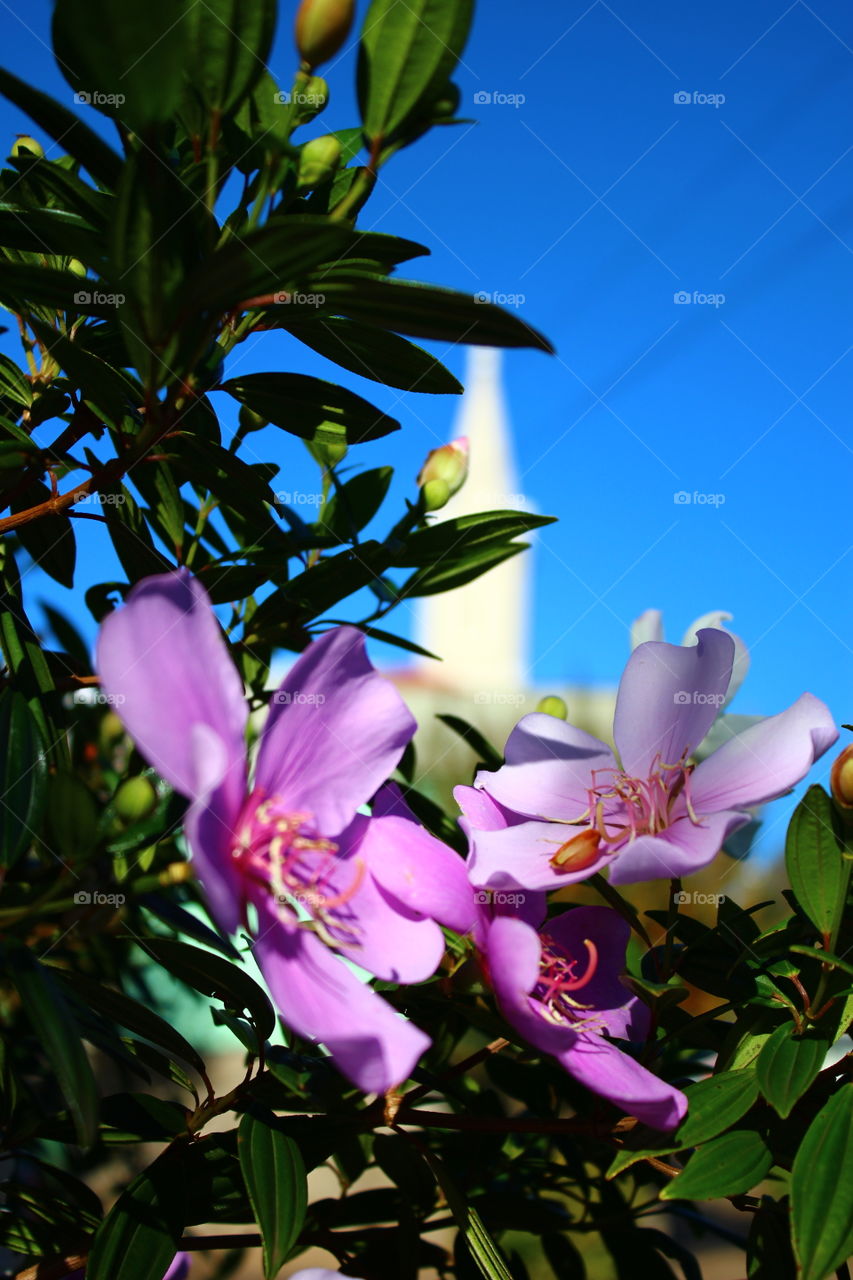 Brazilian flower manaca-da-serra. Cientific name: tibouchina mutabilis.