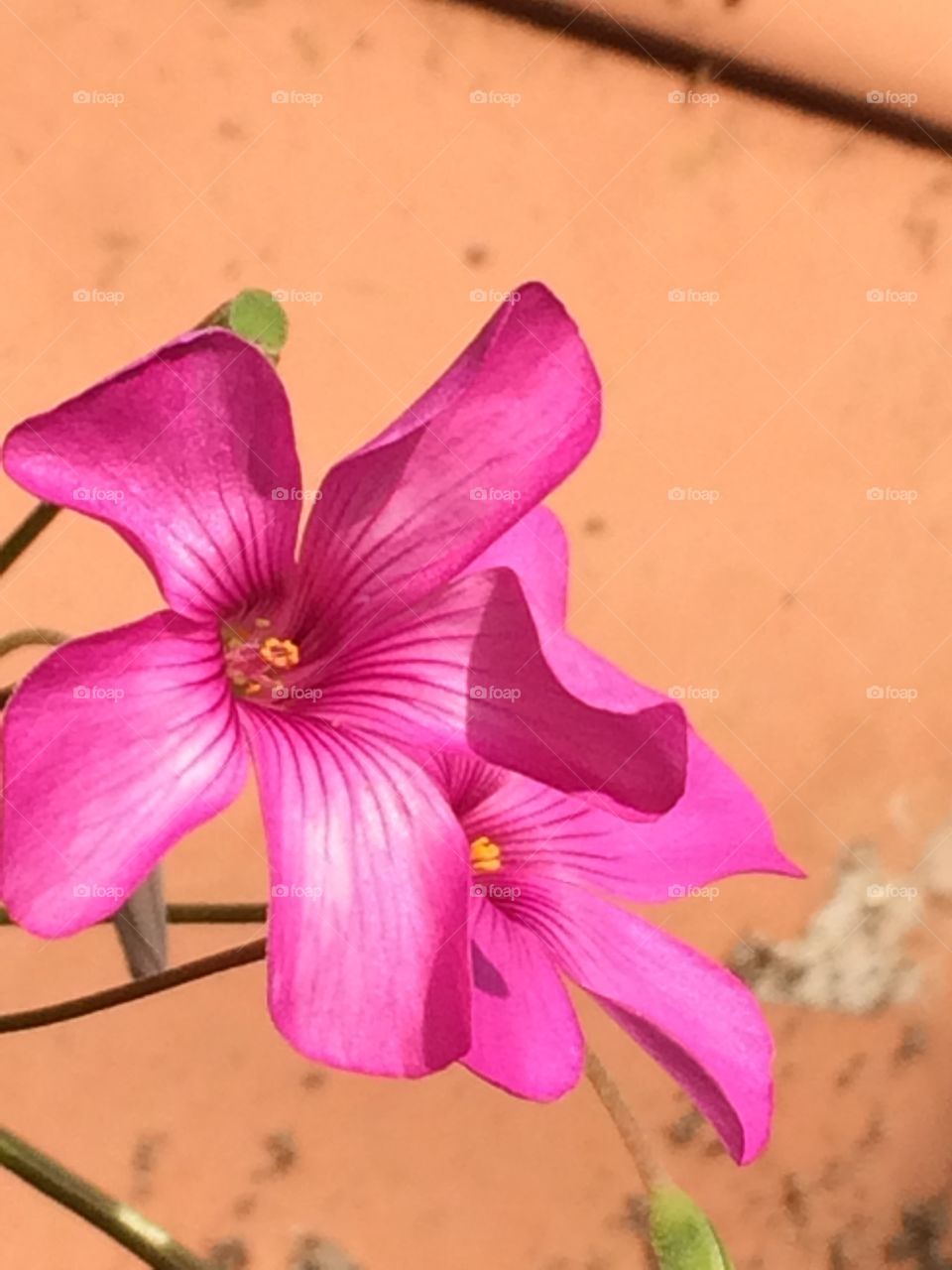 Flor rosa bem de perto