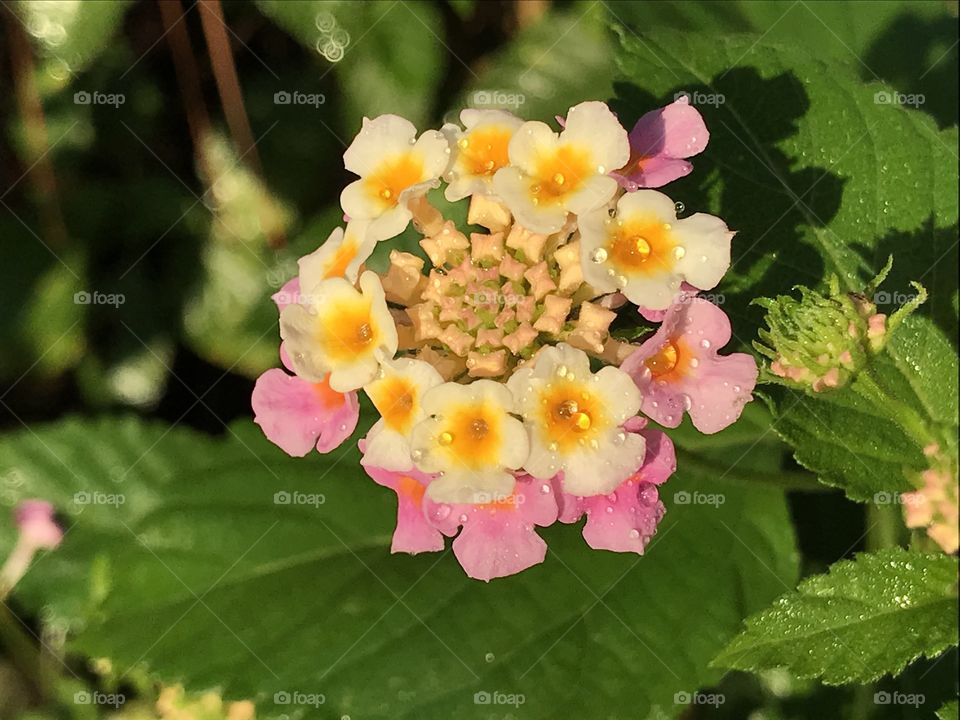 Lantana