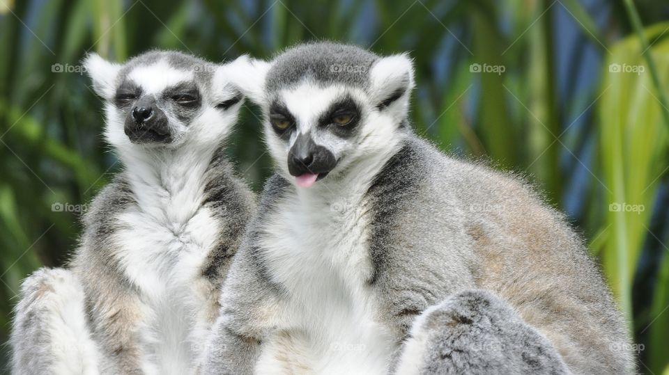 Lemurs acting silly.