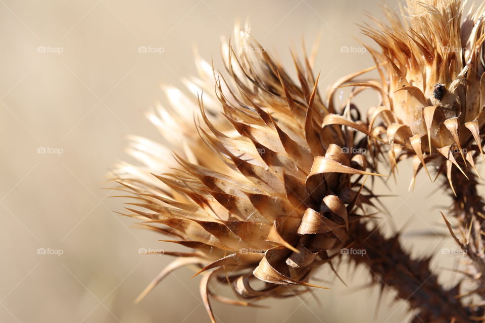 Dry thistle in meadow