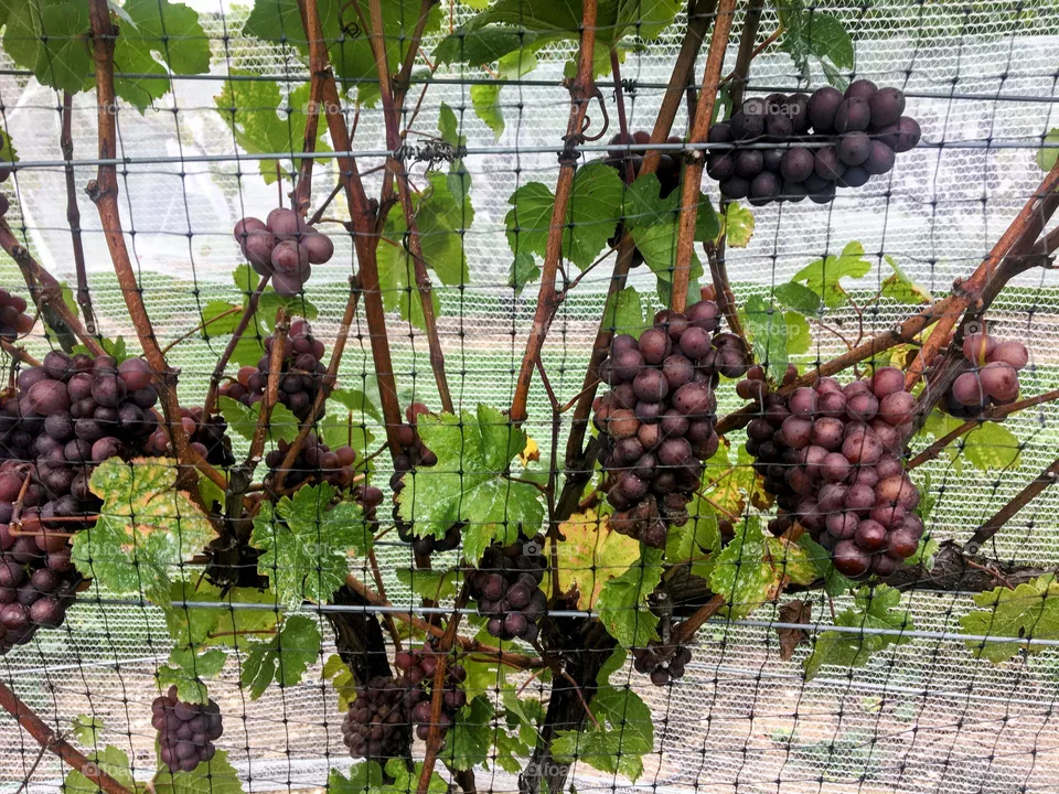 Ripe grapes on the vine
