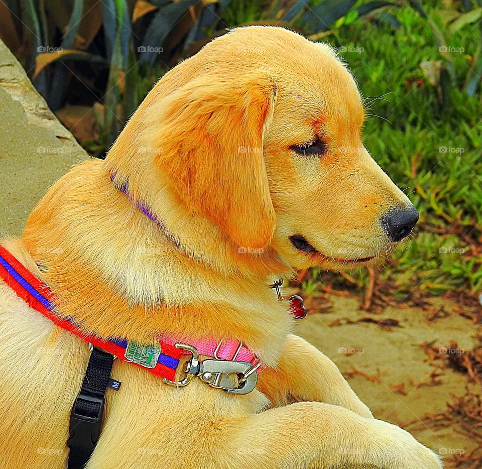 Labrador 