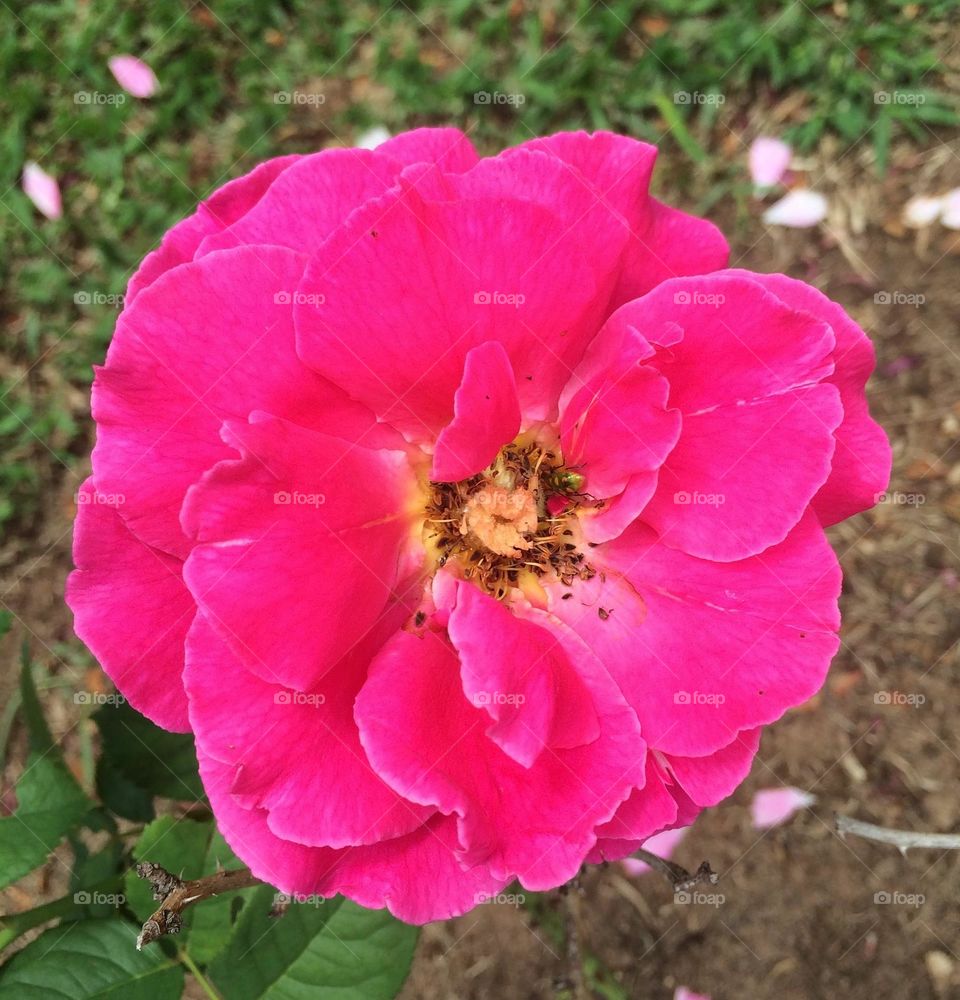 🌹 🇺🇸 Very beautiful flowers to brighten our day.  Live nature and its beauty. Did you like the delicate petals? / 🇧🇷 Flores muito bonitas para alegrar nosso dia. Viva a natureza e sua beleza. Gostaram das pétalas delicadas? 